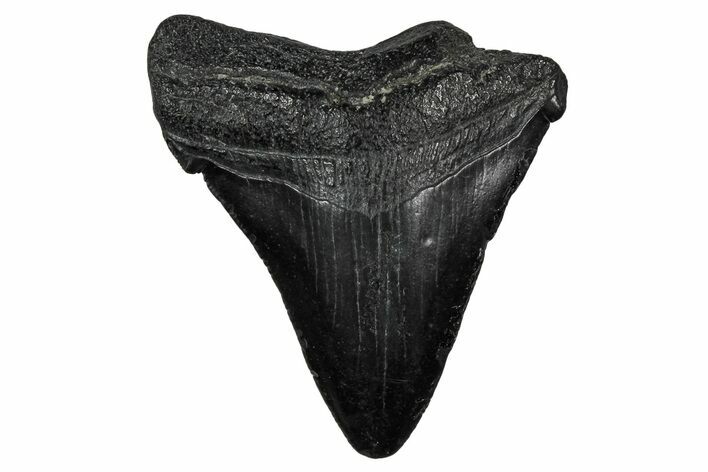 Juvenile Megalodon Tooth - South Carolina #340749